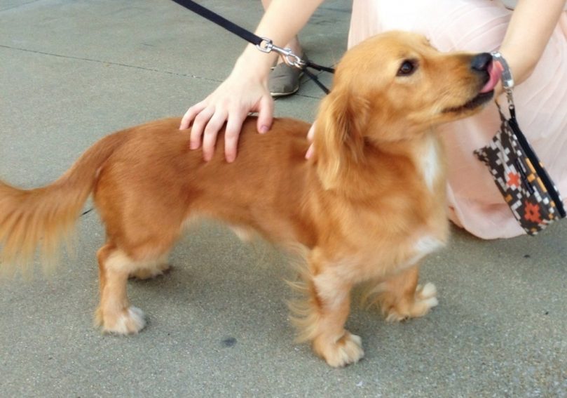 a golden dox being petted
