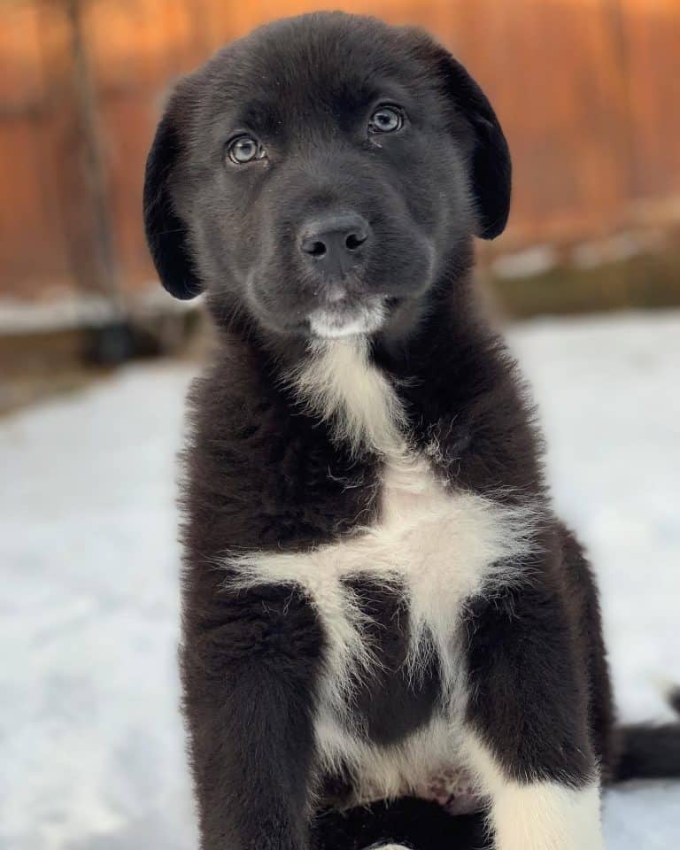 The Newfoundland: The Only Guide You’ll Need to this Brave, Sweet Giant