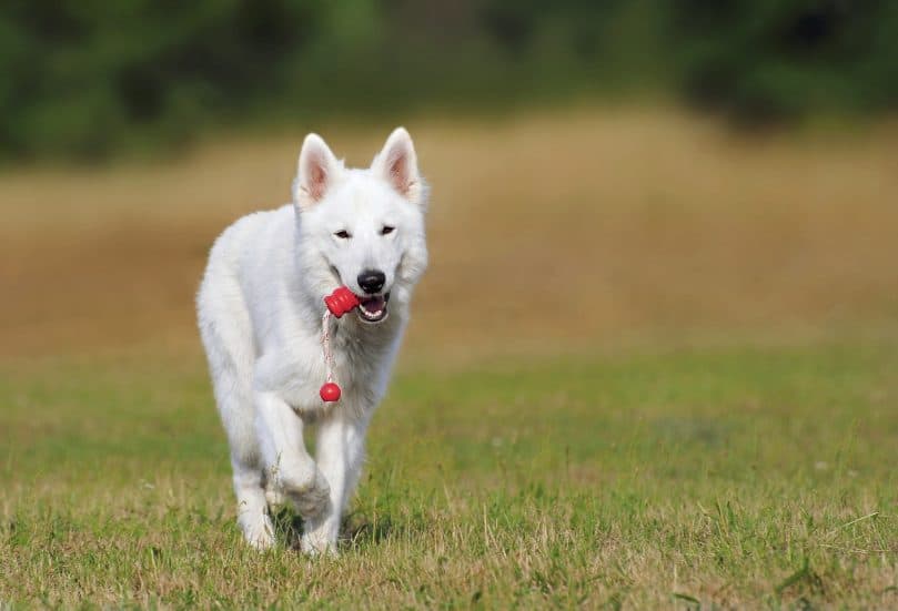 a happy white dog running in a field with an invisible wireless dog fence