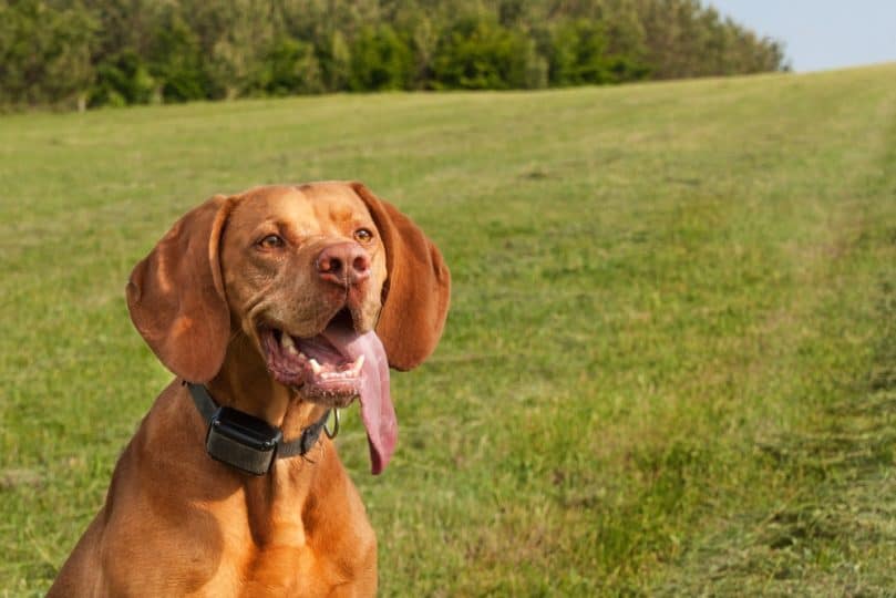 a brown dog with a wireless dog fence electric collar