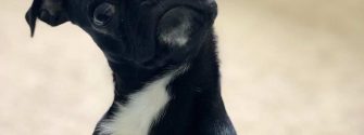 Black Boston Terrier Pug Mix tilting its head