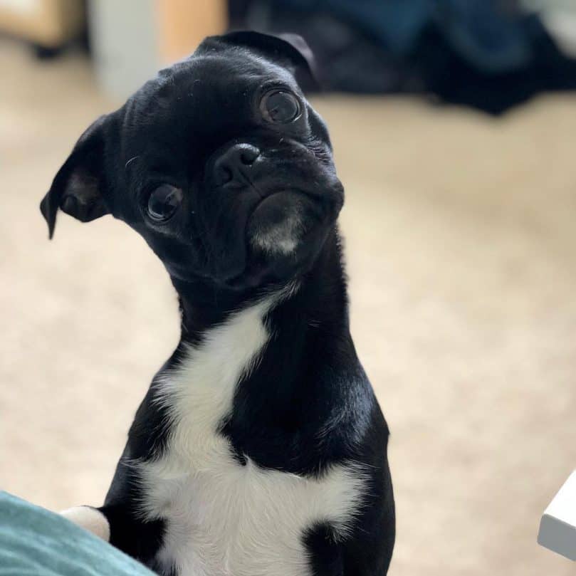 All you need to know about the Bugg, the Boston Terrier Pug Mix - Animalso