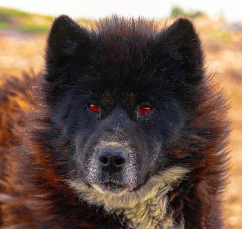 A Canadian Eskimo Dog close up