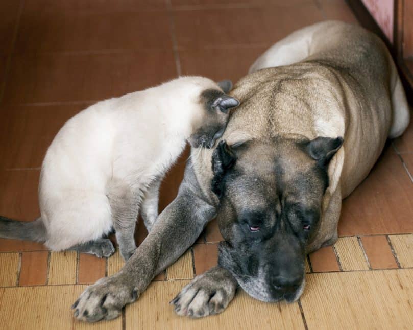 A Canary Mastiff with a cat