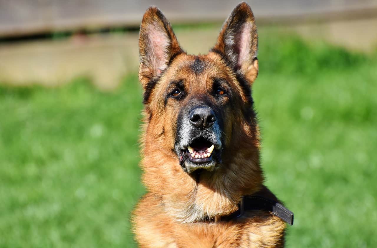 this-is-what-you-need-to-know-about-the-german-shepherd-wolf-mix-animalso