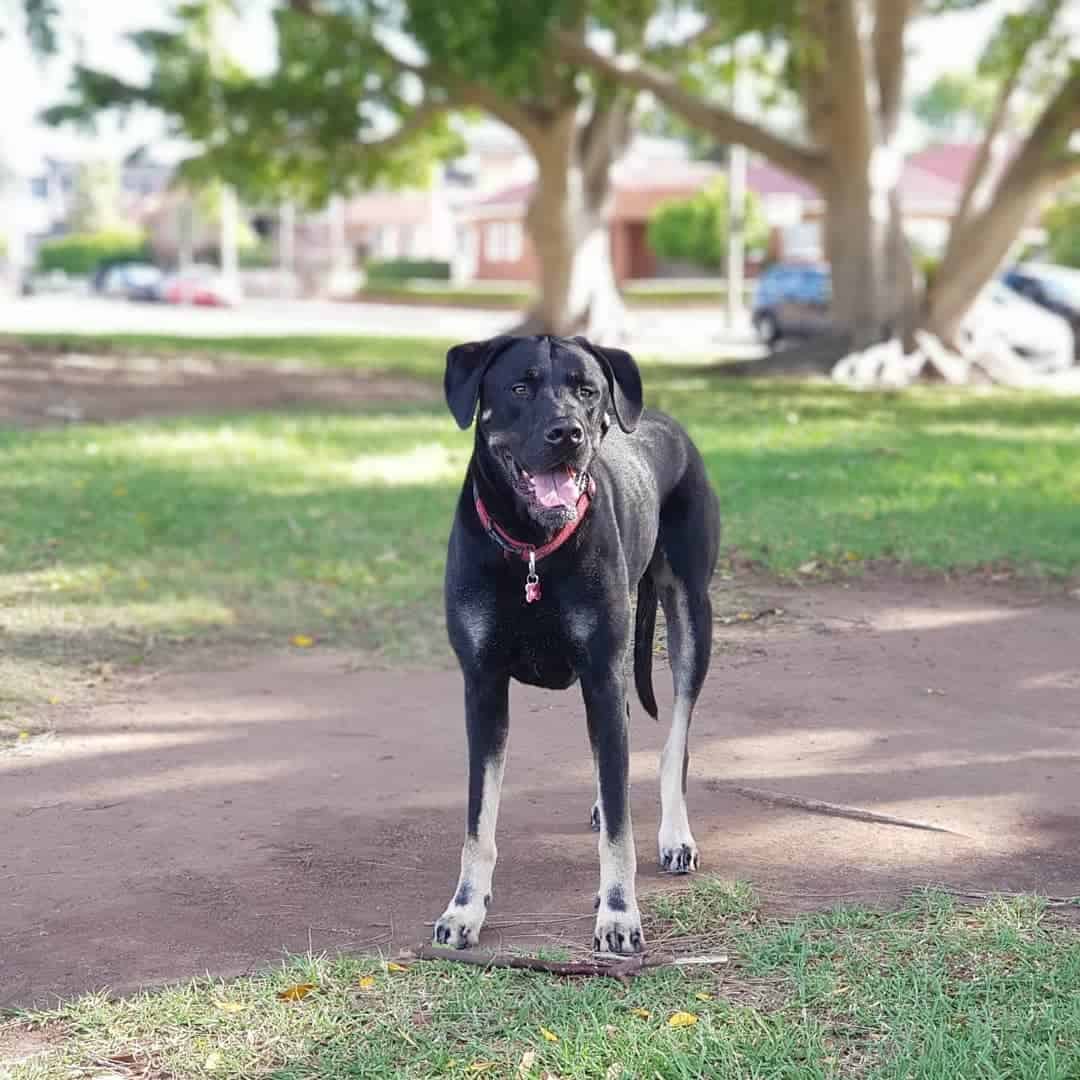 Meet Your Gentle Giant, the Labradane (AKA the Great Dane Lab Mix