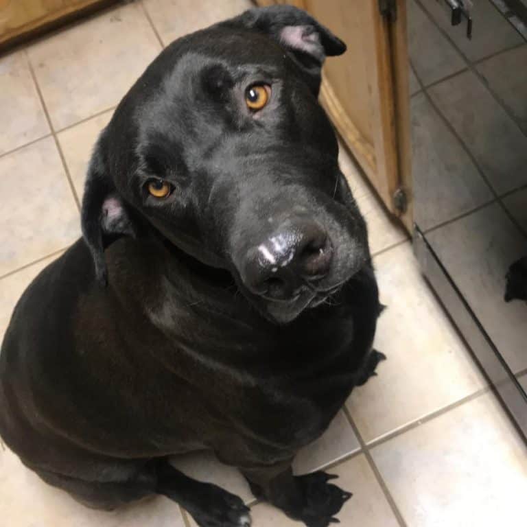 Meet Your Gentle Giant, the Labradane (AKA the Great Dane Lab Mix