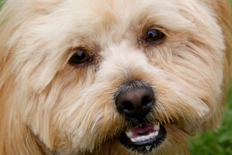 Closeup of a Lhasapoo's face