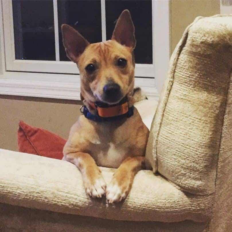 Mountain Feist dog sitting in a chair