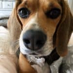 Miniature Beagle up close