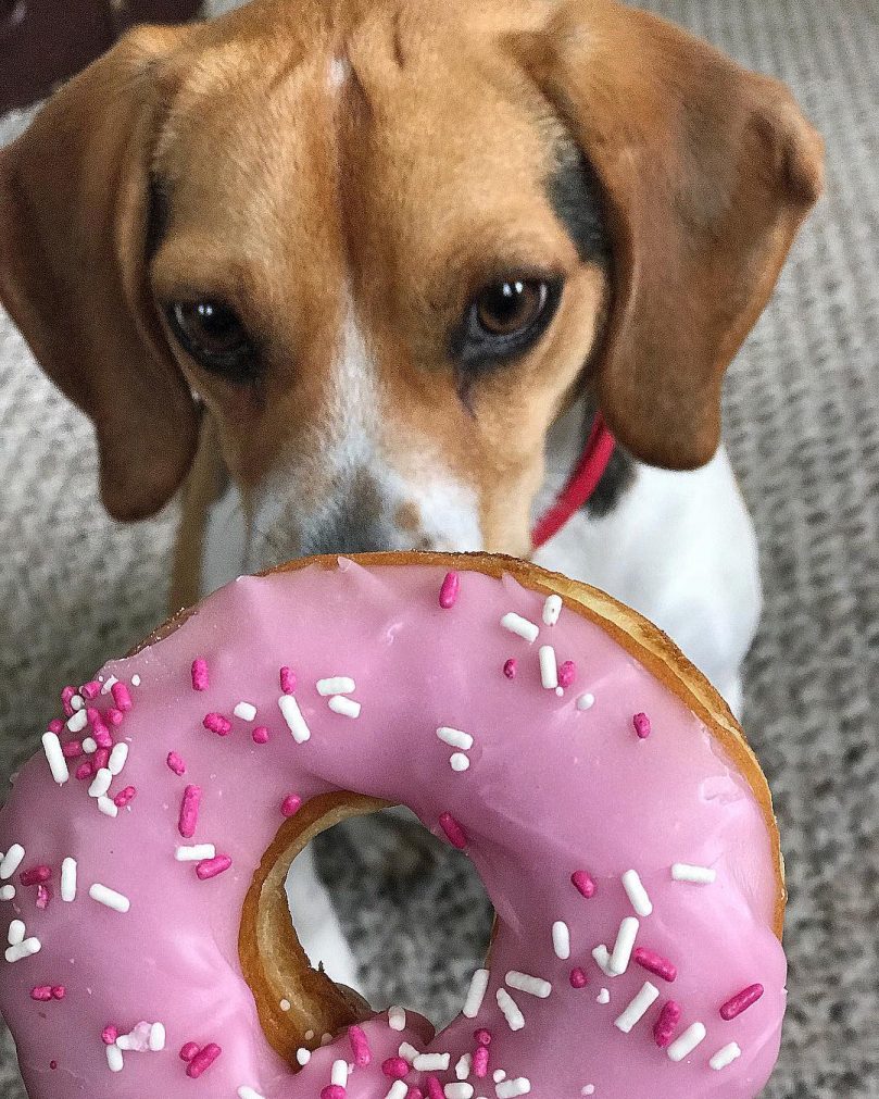 Mini Beagle looking at a donut