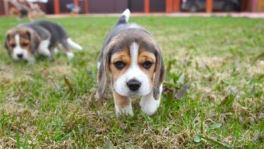 Pocket Beagle