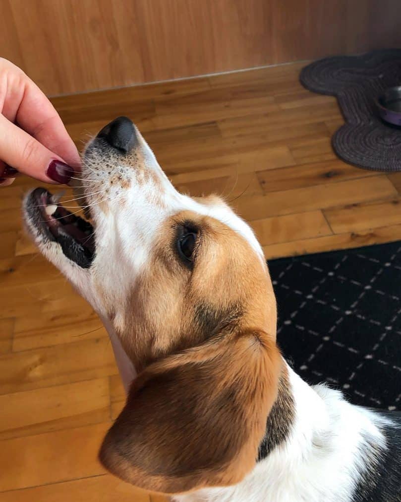 Toy Beagle being fed