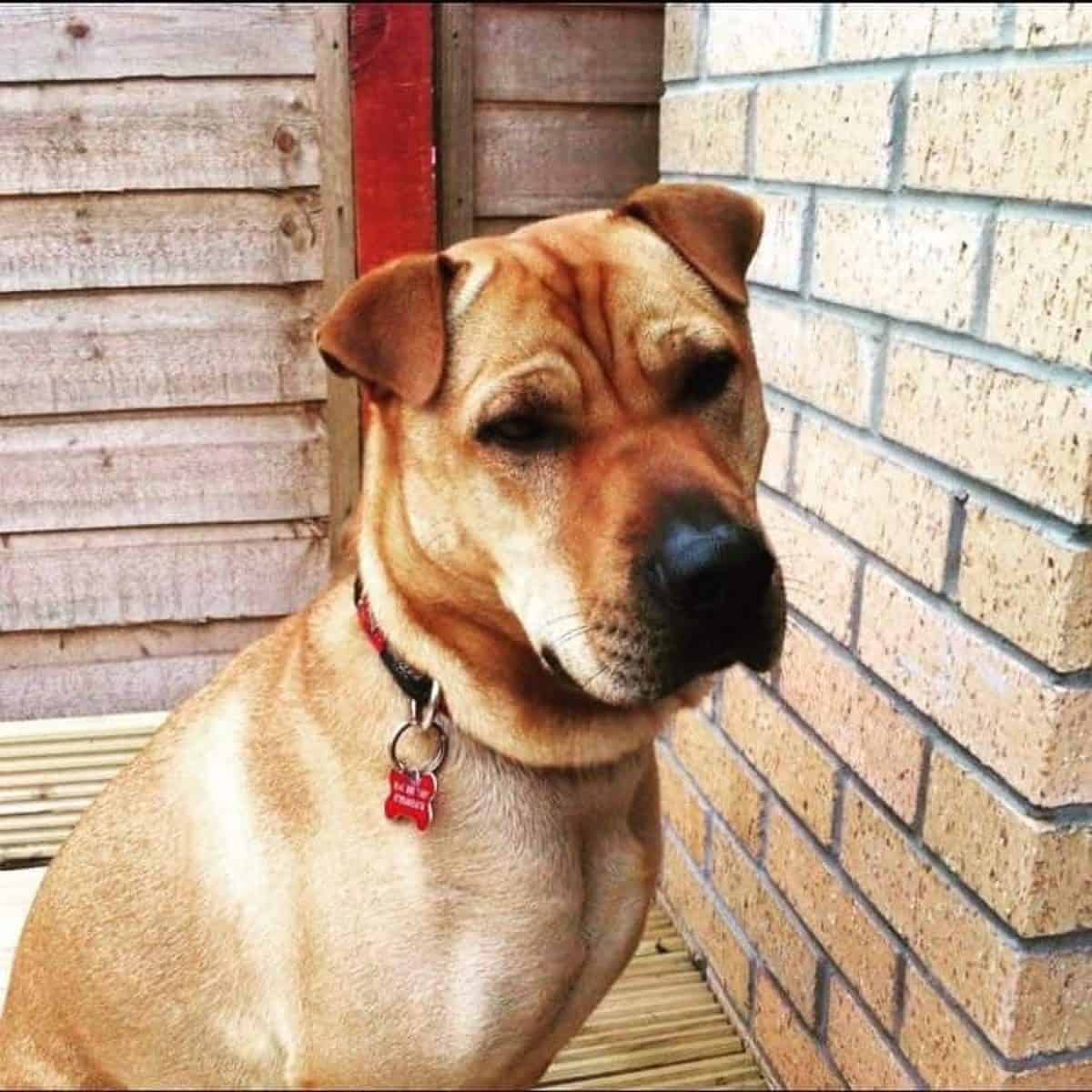 The Shar Pei Lab Mix, an Independent yet Loving Family Dog Animalso