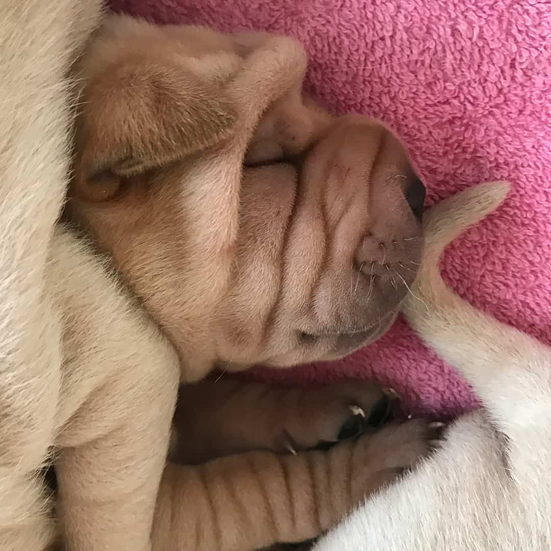 The Shar Pei Lab Mix, an Independent yet Loving Family Dog - Animalso