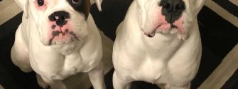 Get to Know the White Boxer and What Makes It Special
