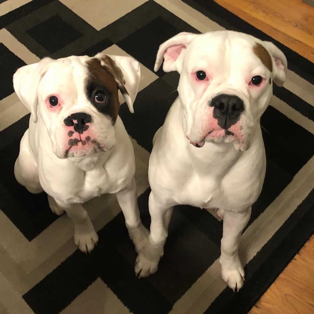 images of white boxer puppies