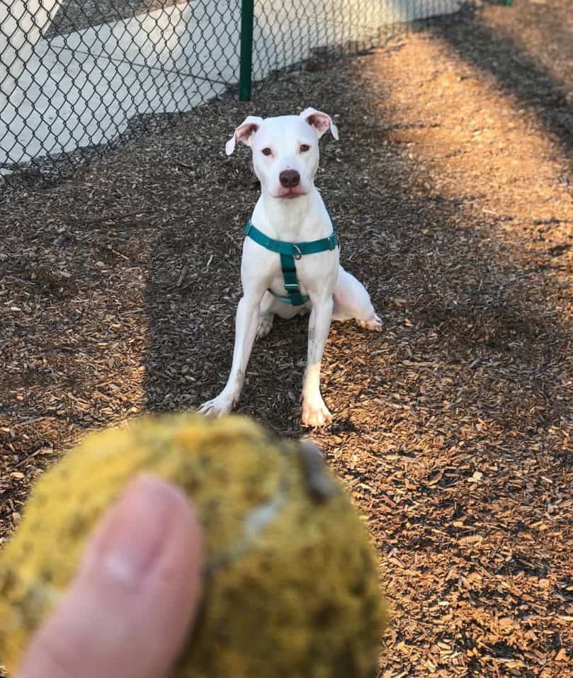 Pitbull Bulldog Mix staring at a tennis ball