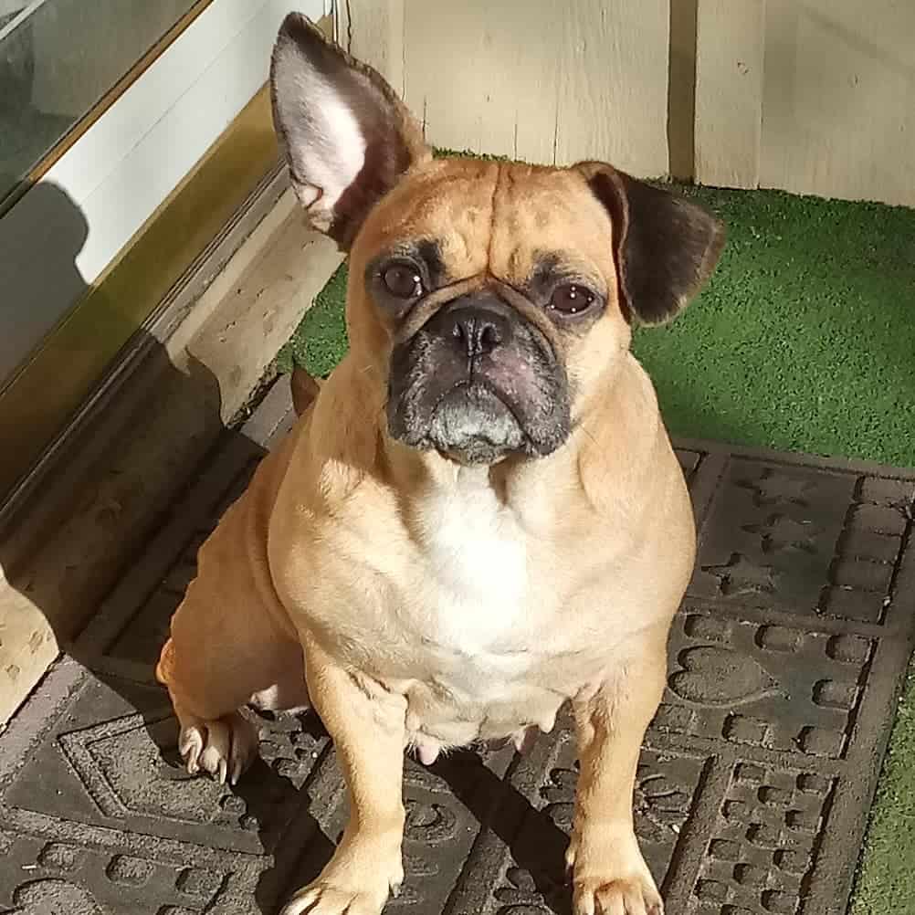 French Bulldog and Pug Mix with one ear up