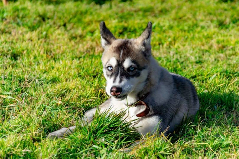 Miniature Husky laying in the grass