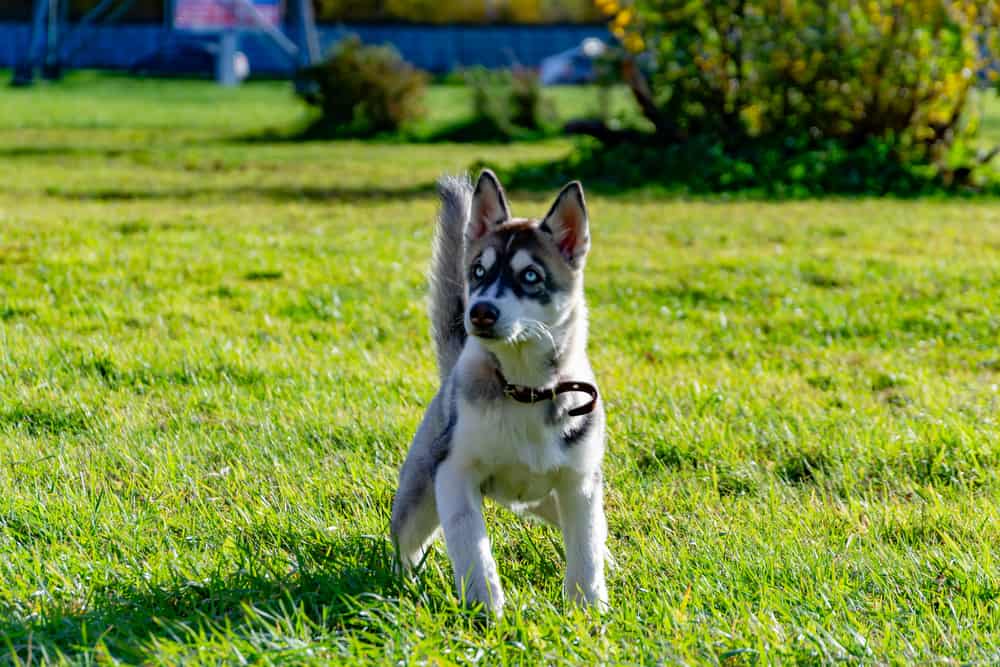 Top 10 Questions about the Miniature Husky Animalso