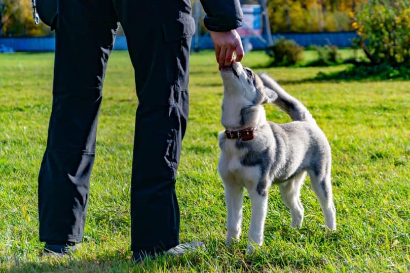 Miniature Husky and its owner