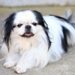 Japanese Chin laying on the ground
