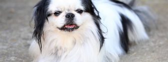 Japanese Chin laying on the ground