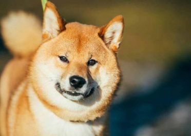Shiba Inu Japanese Dog