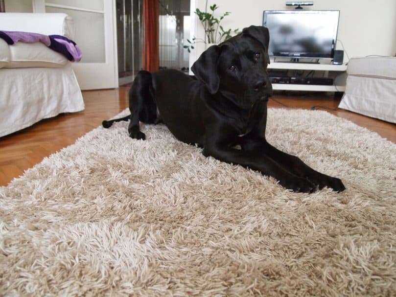 Tosa Dog laying on carpet