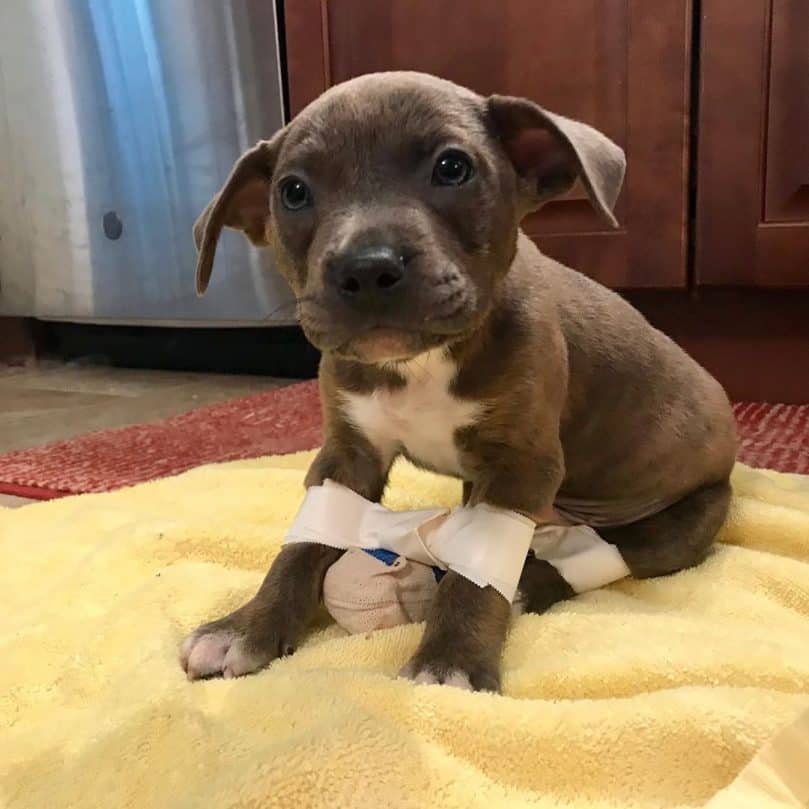 A puppy with taped legs