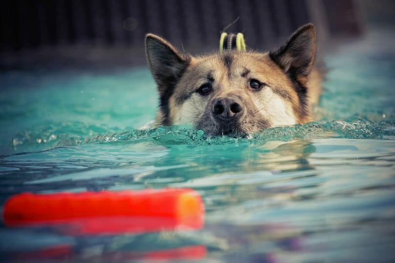 A dog swims towards a toy