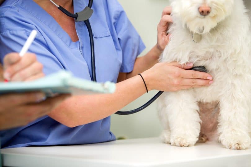 Two veterinarians doing a check-up on a white dog