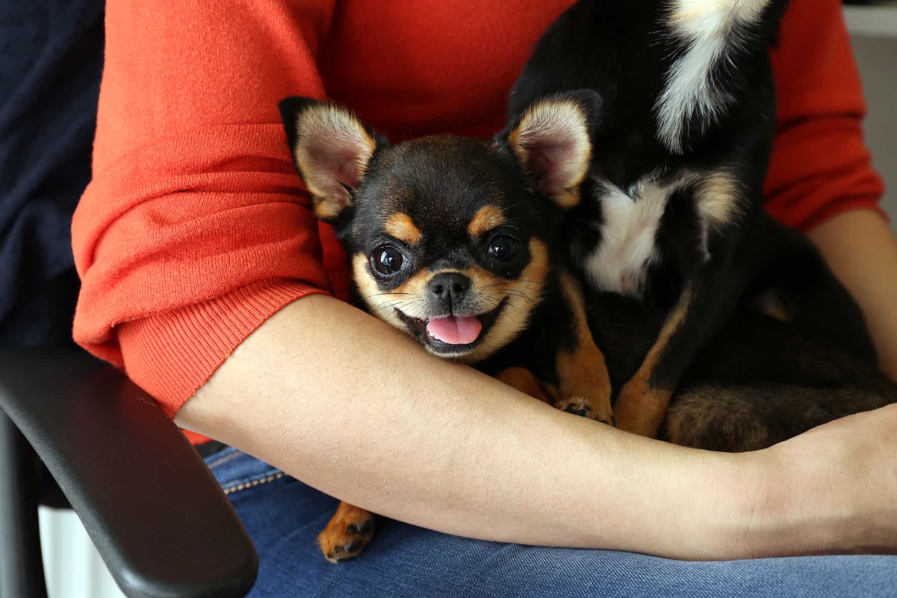close-up photo of a Chihuahua puppy on a female person's lap