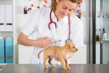 Veterinarian with a Chihuahua puppy placing one of his first vaccines