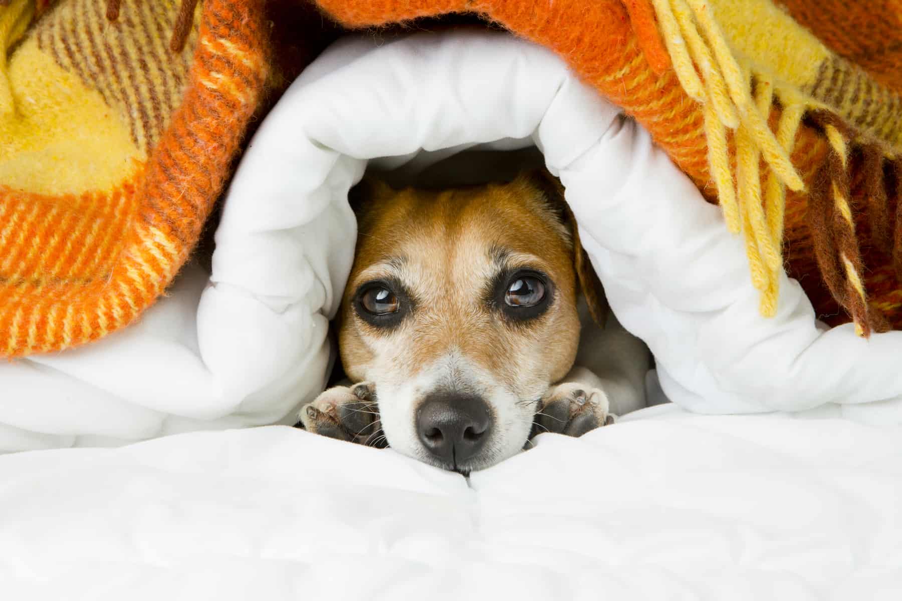 Dog keeping warm under blankets while on a heated dog bed