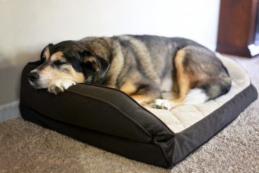 An old German Shepherd sleeping on a heated and orthopedic dog bed