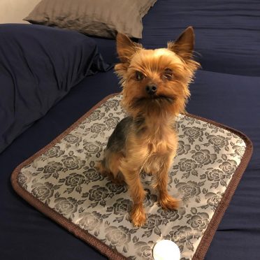 A cute Yorkie relaxing comfortably on a dog heating pad