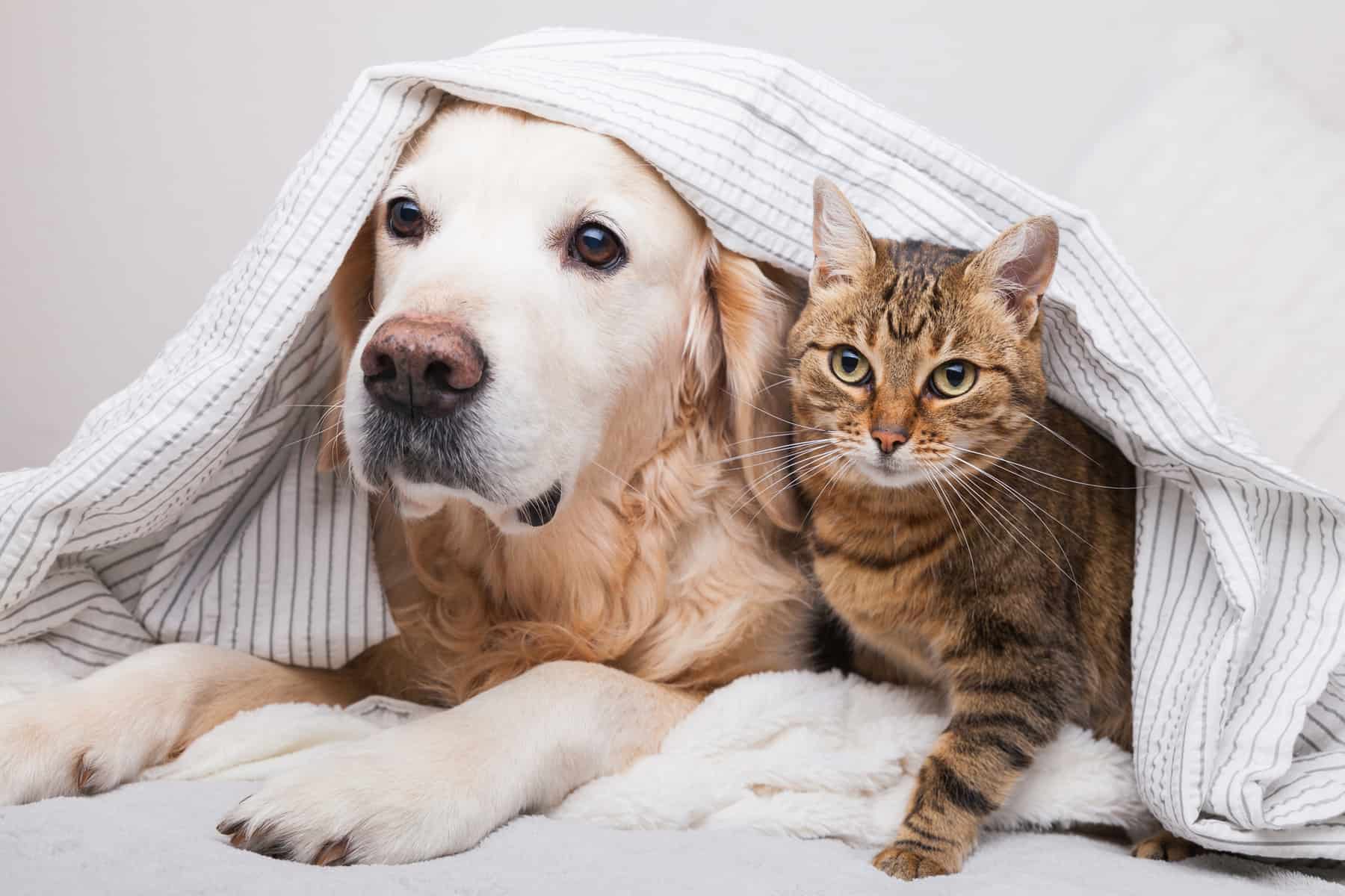 a dog and a cat are trying to stay warm under a makeshift mat and blanket