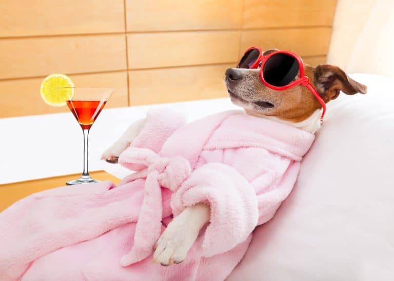 A dog relaxing in a luxury dog boarding