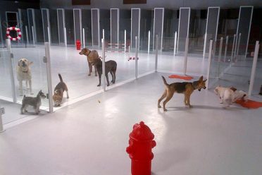 dogs of different sizes and breeds interacting in a dog boarding facility