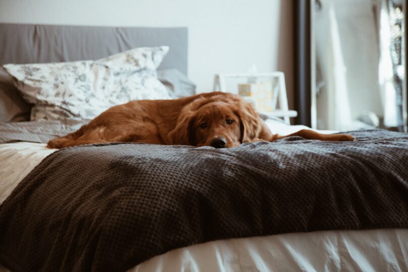 Dog resting on bed
