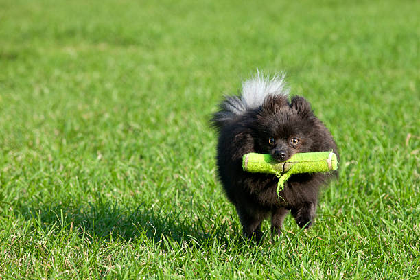 Black Pomeranian playing fetch