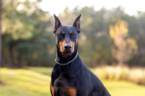 Dobermans is one of the Scariest Dog Breeds