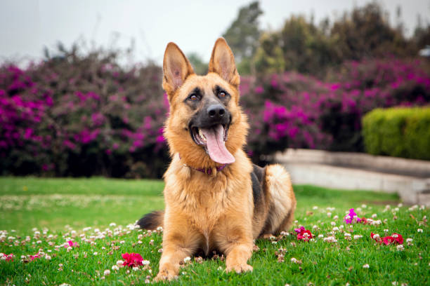 German Shepherds is one of the Scariest Dog Breeds