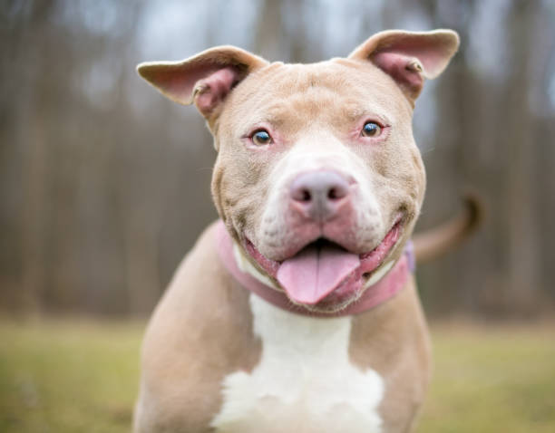 Pitbulls one of the Scariest Dog Breeds